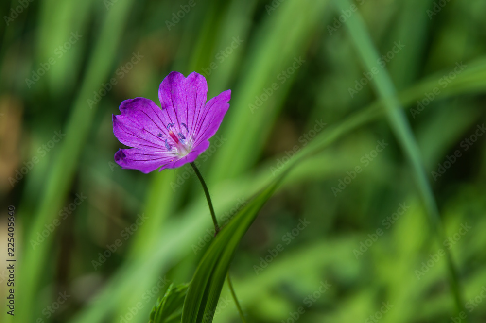 Fototapeta premium purple flower