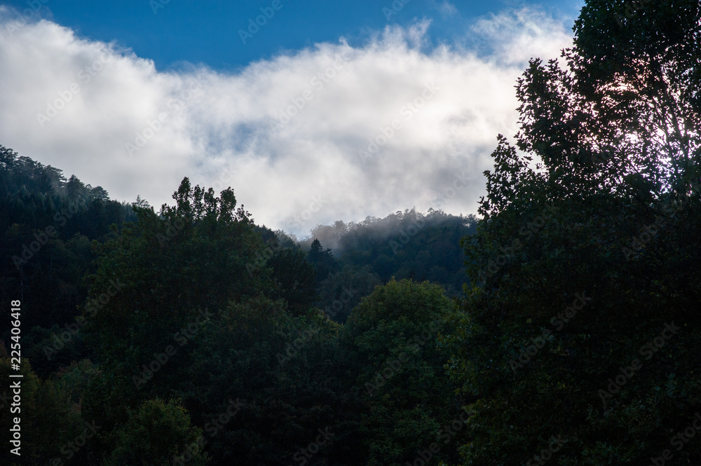 Wolkenverhangener Wald