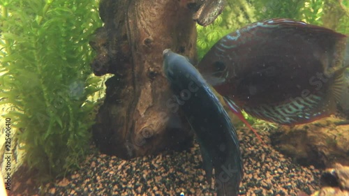 Tefe und Blue Diamond (Männchen) bei der Laichablage und Befruchtung, Diskusfische im Aquarium photo