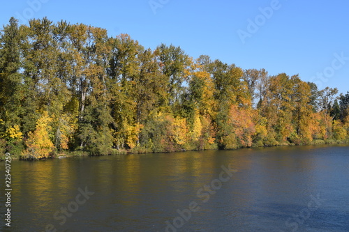 River and fall trees