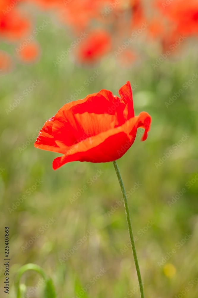 Fototapeta premium Red poppy flowers in a field
