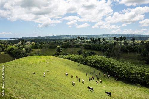 Mandria di mucche su una collina in un paesaggio tropicale
