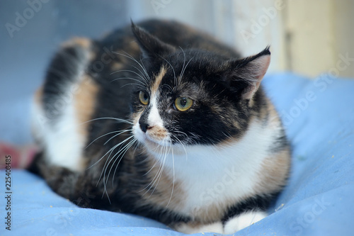 tricolor european shorthair cat portrait photo
