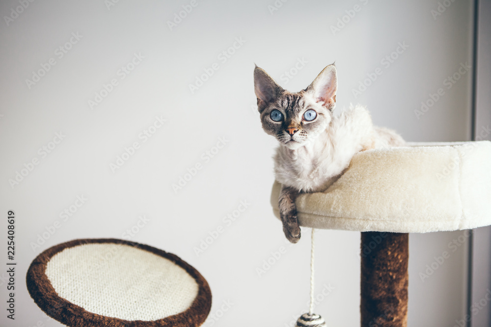 Devon rex cat clearance tree
