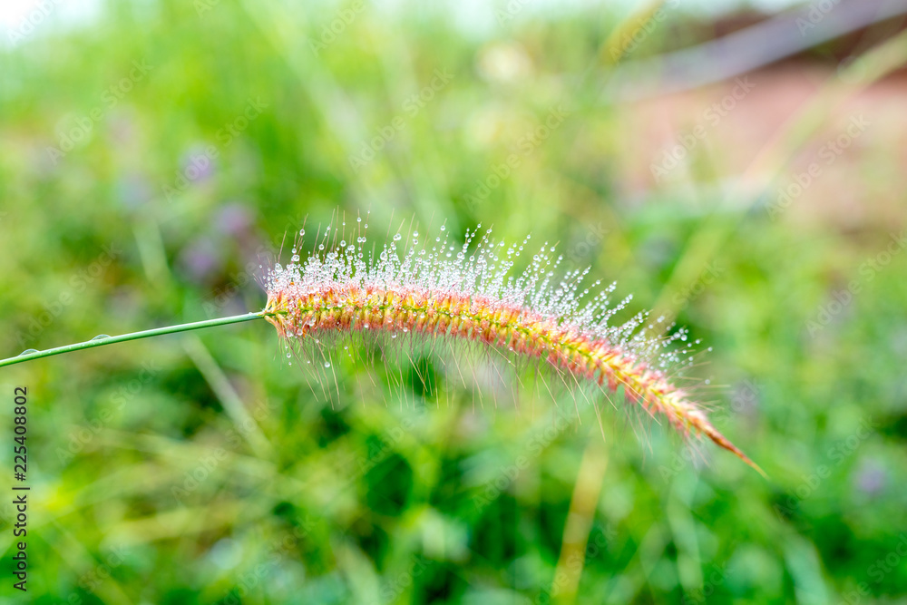 Dew on the grass, flowering in winter weather Dew on the grass, flowering in winter weather