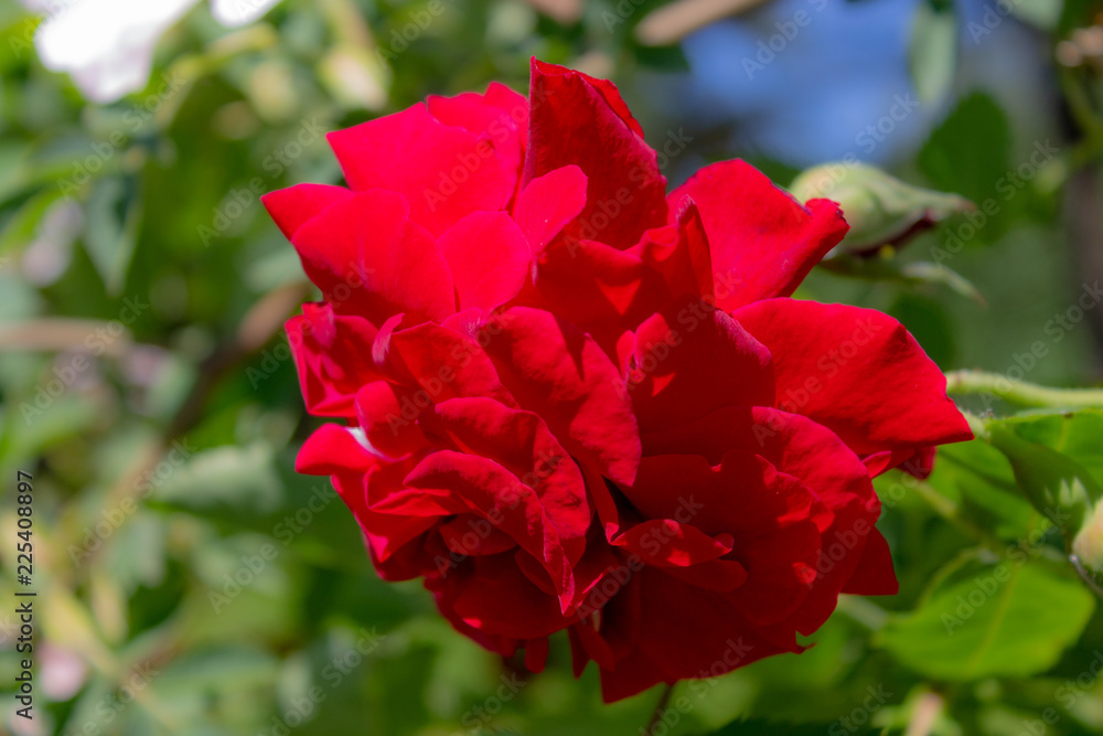 Red rose bud close up on a blurred background.