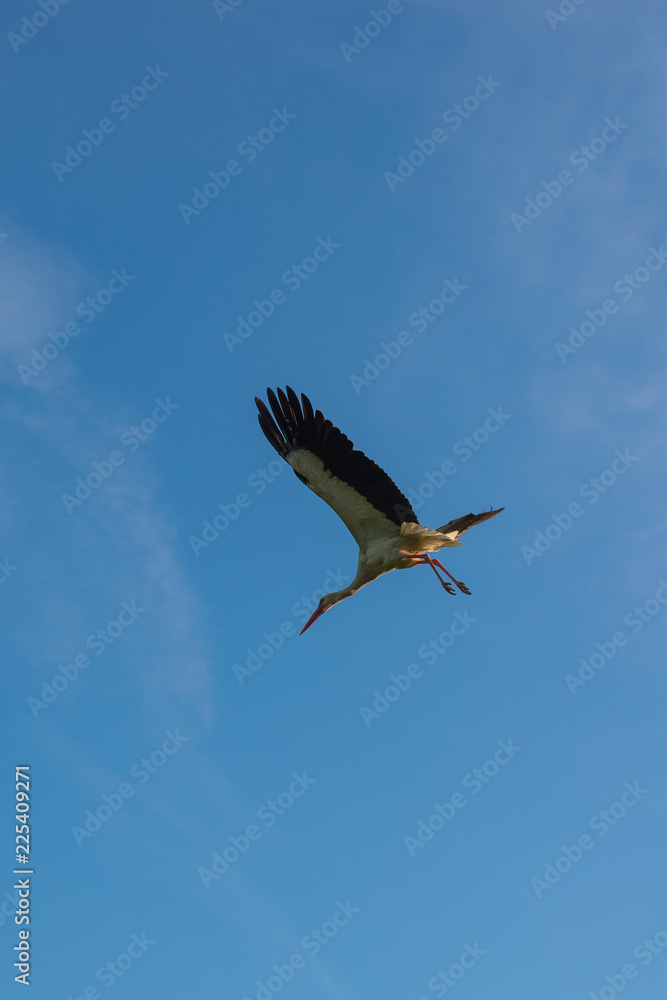 Obraz premium Flying stork in blue sky