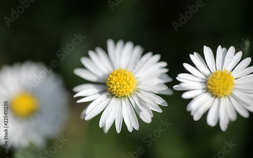 white and yellow daisy flowers on green grass    macro aerial photography with  - background and room for text  outdoors on a sunny summer day in Poland  Europe