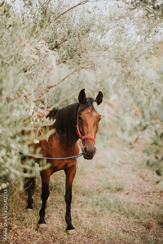 Fototapeta Naklejka Na Ścianę i Meble -  Horse portrait