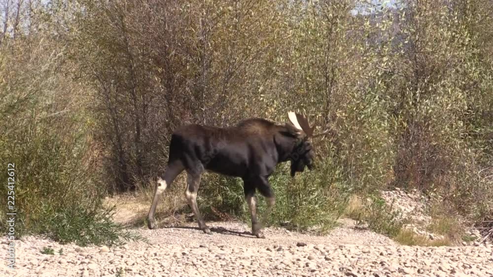 Bull Shiras Moose During the Fall Rut in Wyoming Bull Shiras Moose During the Fall Rut in Wyoming