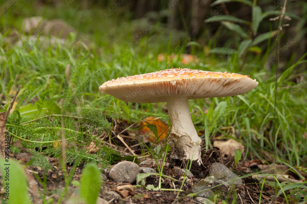 Fototapeta premium Fall mushroom in Alaska's woods
