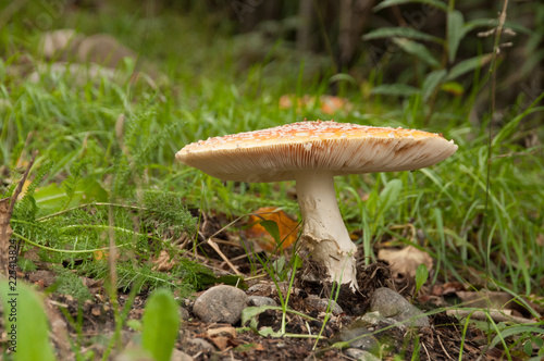 Fall mushroom in Alaska's woods