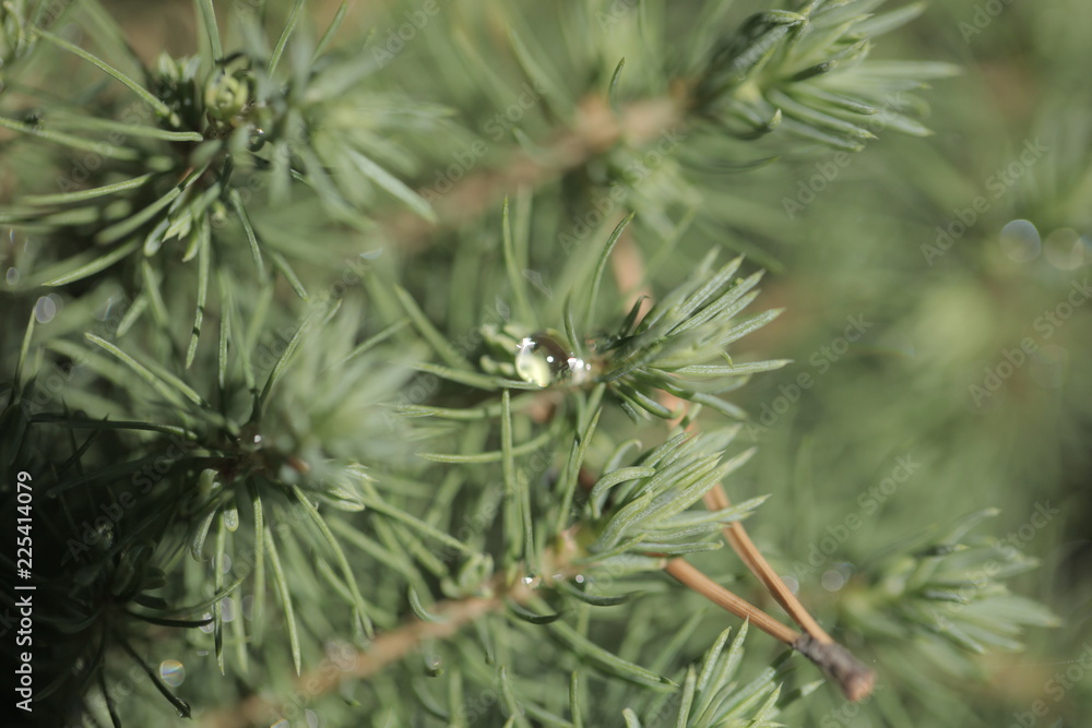 green conica with bright transparent water drops outdoors with natural sunlight