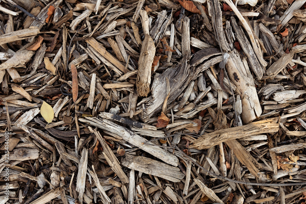 dry branches like slivers lying solid carpet dry branches like slivers lying solid carpet