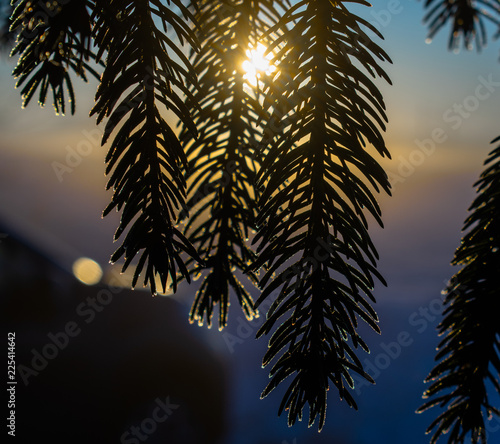 Fir branches with frost, the sun illuminates the branches, the silhouette of the car in the background