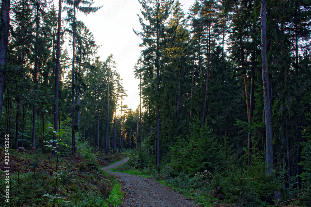 Fototapeta premium evening road in the autumn forest