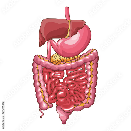 Human digestive system