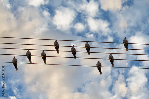 Pigeons bird on the wire. Music birds. Birds on the Notebook