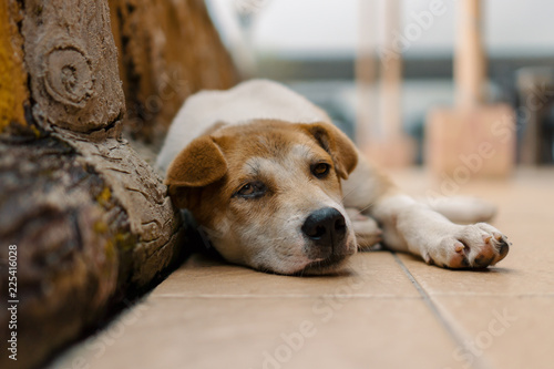 Portrait of a dog lying down and resting.