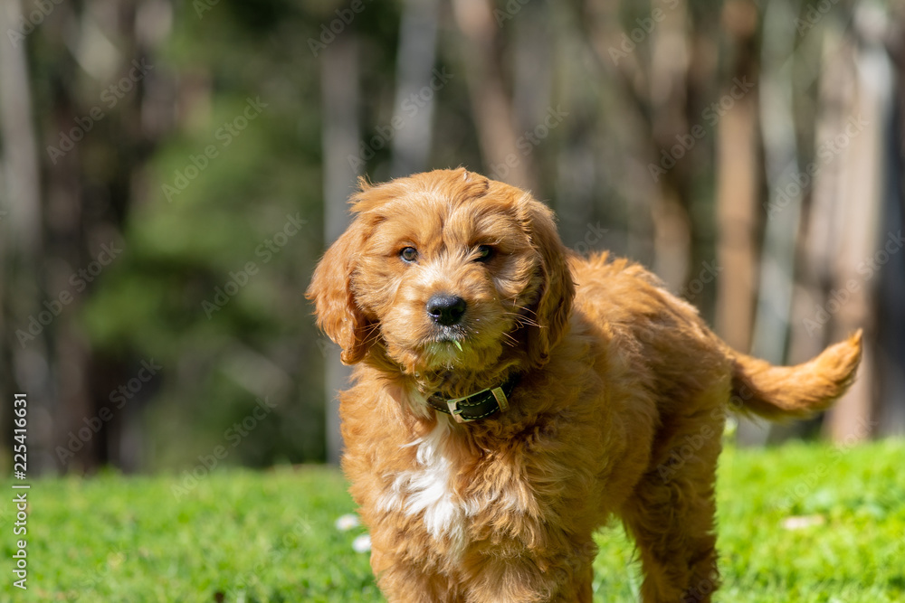 Red Groodle (Goldendoodle) Puppy Red Groodle (Goldendoodle) Puppy