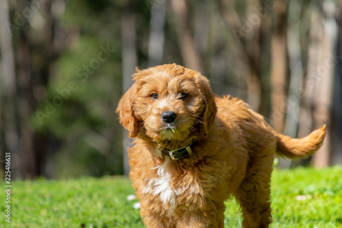 Red Groodle (Goldendoodle) Puppy