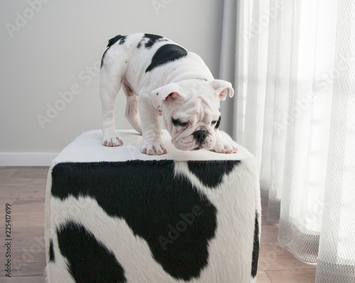 black and white bulldog puppy dog stands on cow hide ottoman photo