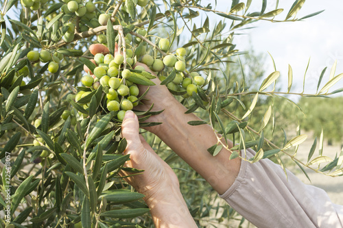 Trabajador recoge aceitunas con las manos