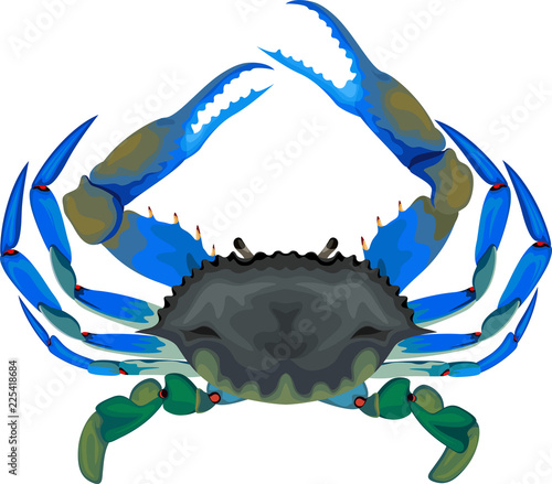 blue crab - vector illustration