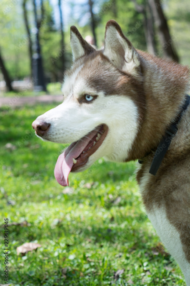 Closeup outdoor portrait of a white and brown siberian husky dog