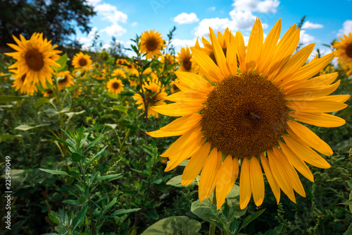 Fototapeta Naklejka Na Ścianę i Meble -  sunflower summer flower close-up.