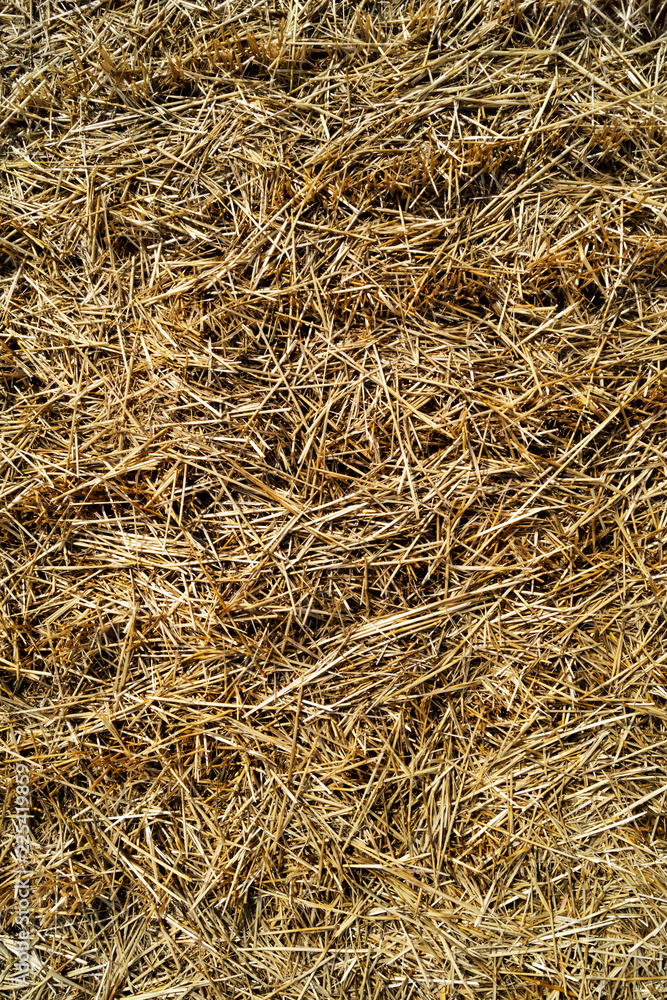 Background of dried grass with beige stems. Background of dried grass with beige stems.