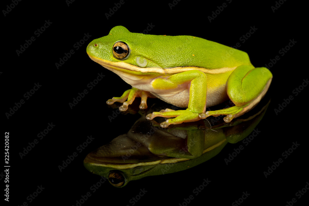 Studio photo of a Green Treefrog, Hyla cinerea, against a reflective black background. Studio photo of a Green Treefrog, Hyla cinerea, against a reflective black background.