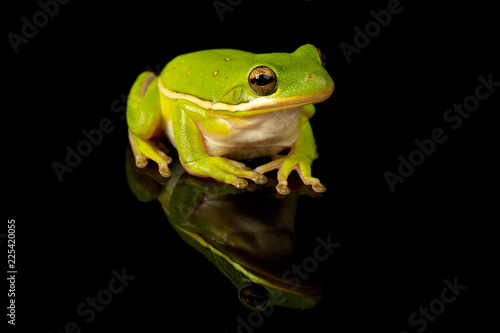 Studio photo of a Green Treefrog, Hyla cinerea, against a reflective black background.