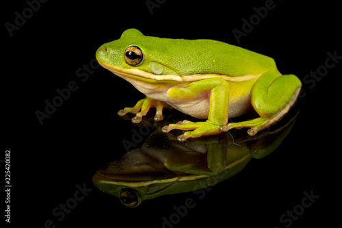 Studio photo of a Green Treefrog, Hyla cinerea, against a reflective black background.