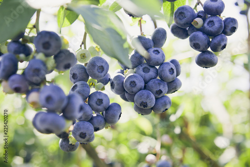 Blueberries - Vaccinium corymbosum, high huckleberry, blush with abundance of crop. Blue ripe berries fruit on the healthy green plant. Food plantation - blueberry field, orchard.