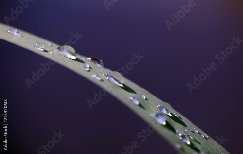  a green grass stem with beautiful bright round transparent water drops, macro photography outdoors on a sunny summer day in Poland, Europe with purple background