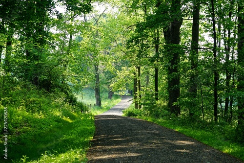Canvas-taulu Mount Pleasant, New York, USA: A shady carriage trail winds through dense forest on a bright summer day in the Rockefeller State Park Preserve