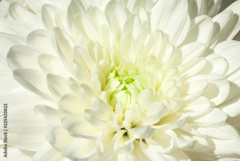 Fototapeta premium Beautiful chrysanthemum flower background. Flowerbackground, gardenflowers. Horizontal autumn flowers art background. Space in background for copy, text, your words.