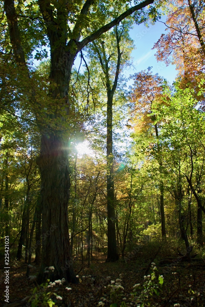 The morning light shines through the trees in the woods during the fall. The morning light shines through the trees in the woods during the fall.