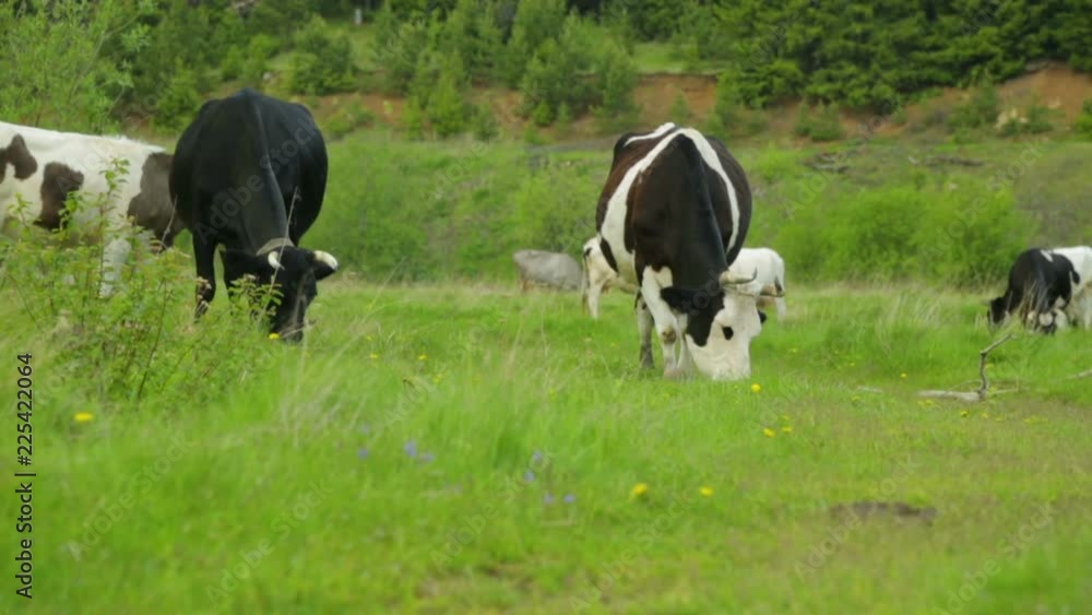 Herd of cows grazing on meadow Herd of cows grazing on meadow