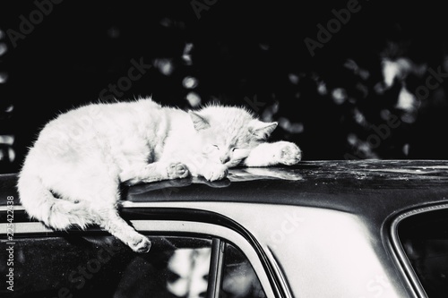 cat on black background