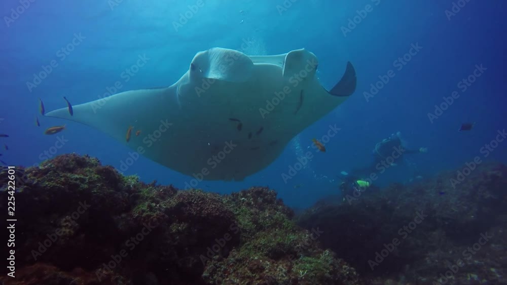 A giant manta ray calmly passing over head. filmed at manta bommie dive site, north Stradbroke island, queensland, Australia