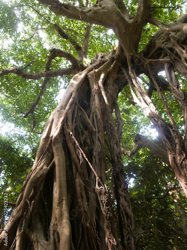 屋久島 photo