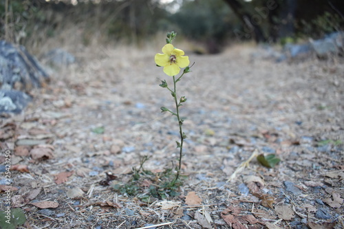 Yellow Flower on the Trail