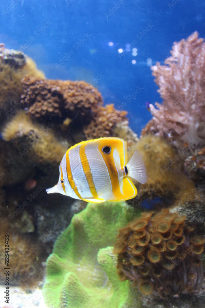 Fish Fish