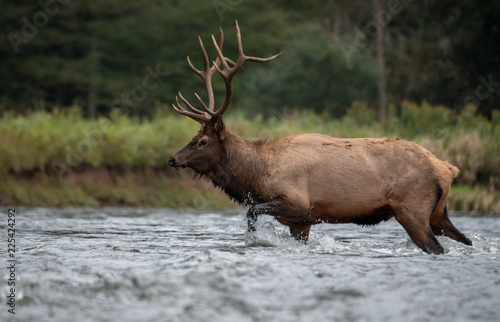 Bull Elk