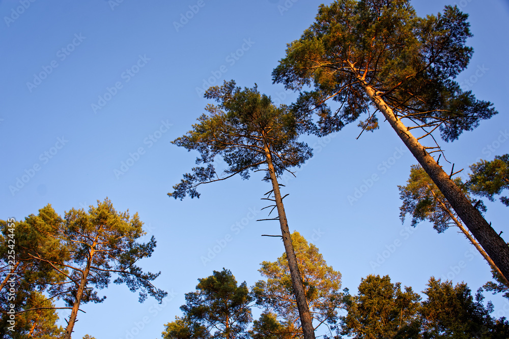 Obraz premium beautiful evening forest