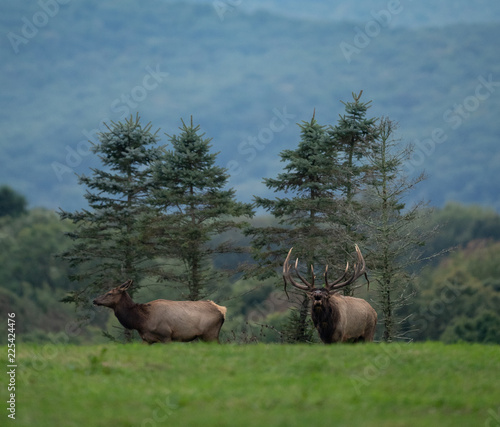 Bull Elk