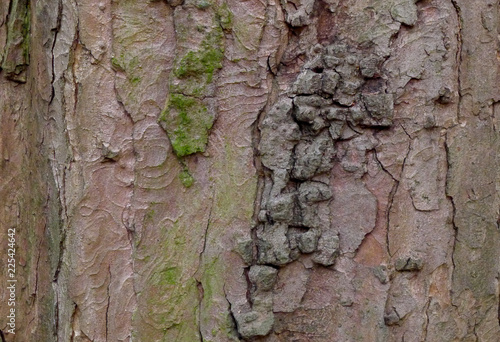 tree pattern in the bark photo