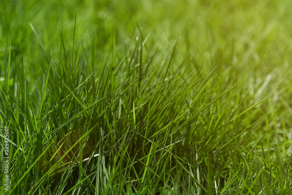 Green grass on sunny light Green grass on sunny light